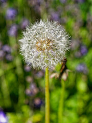 Dandelion plant or Taraxacum, seed head prior to dispersal.