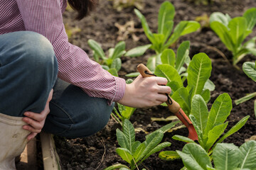 Young asian female adult using garden tool to prepare organic vegetable bed inside school...