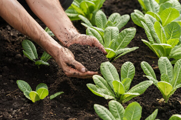Young Caucasian male planting lettuce into vegetable bed inside school greenhouse, using both hands...