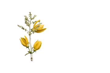 yellow flowers ylang ylang local flora of asia arrangement flat lay postcard style 