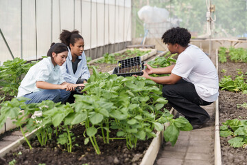 Multiracial students working together in organic greenhouse planting young vegetables during school...