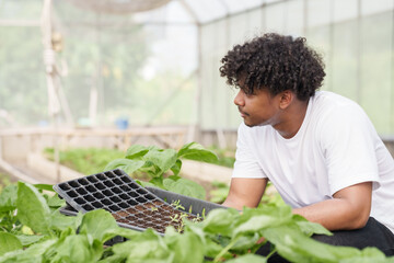 Multiracial teenage boy holding seedling tray kneeling among vegetable plants during organic...