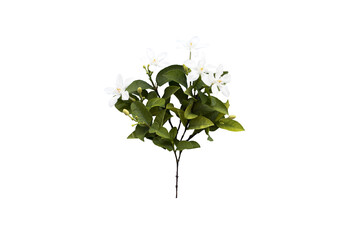 white flowers jasmine local flora of asia arrangement flat lay postcard style 