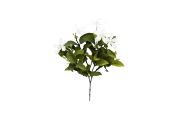 white flowers jasmine local flora of asia arrangement flat lay postcard style 