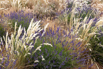 Obraz premium Cereals among lavender fields on the Plateau of Valensole. Provence, France.