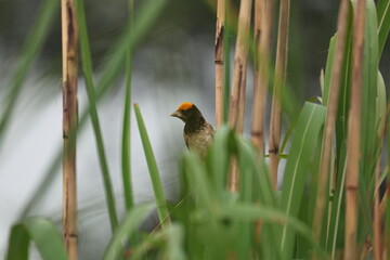 Weaver bird