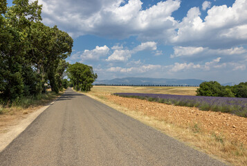 Lavender fields on the Plateau of Valensole. Provence, France.