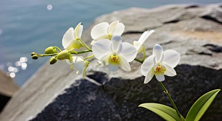 Beautiful White Orchid Resting on Stone by Serene Waters