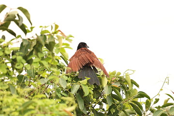 Greater Coucal