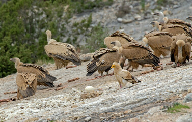 Vautour fauve, Gyps fulvus, Griffon Vulture, Vautour percnopt&egrave;re , Percnopt&egrave;re d'&Eacute;gypte, Neophron percnopterus, Egyptian Vulture, Pyr&eacute;n&eacute;es