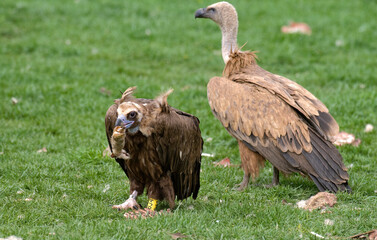 Vautour moine,Aegypius monachus, Cinereous Vulture, Vautour fauve,Gyps fulvus, Griffon Vulture, Parc naturel régional des grands causses 48, Lozere, France