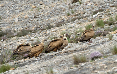 Vautour fauve, Gyps fulvus, Griffon Vulture, Pyrénées