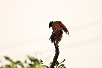 Greater Coucal