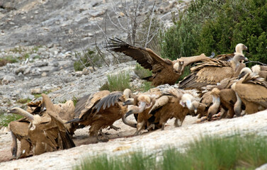 Vautour fauve,Gyps fulvus, Griffon Vulture, Pyrénées