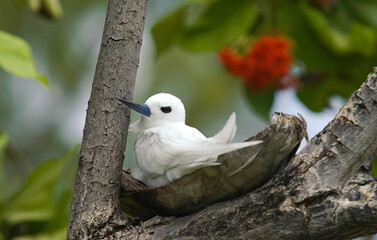 Gygis blanche, nid, oeuf,Gygis alba, White Tern,  Seychelles