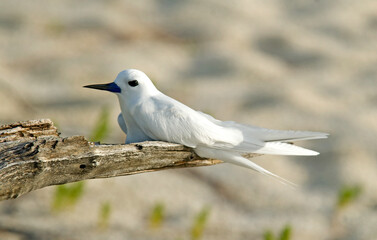 Gygis blanche, nid, oeuf,Gygis alba, White Tern,  Seychelles