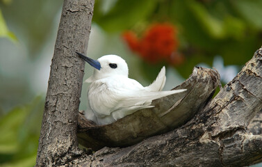 Gygis blanche, nid, oeuf,Gygis alba, White Tern,  Seychelles