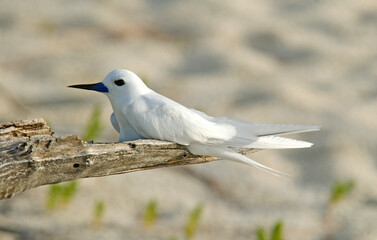 Gygis blanche, nid, oeuf,Gygis alba, White Tern,  Seychelles