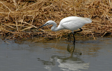 Aigrette garzette, Egretta garzetta, Little Egret,