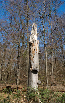 Arbre mort, Mangeoire &agrave; pics, R&eacute;serve Biologique Int&eacute;grale, Plaine de Franchard, For&ecirc;t de Fontainebleau, 77, Seine et Marne, France