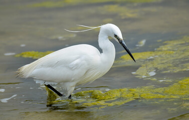 Aigrette garzette, Egretta garzetta, Little Egret,