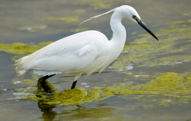 Aigrette garzette, Egretta garzetta, Little Egret,