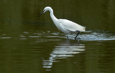 Obraz premium Aigrette garzette, Egretta garzetta, Little Egret,