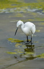 Aigrette garzette, Egretta garzetta, Little Egret,