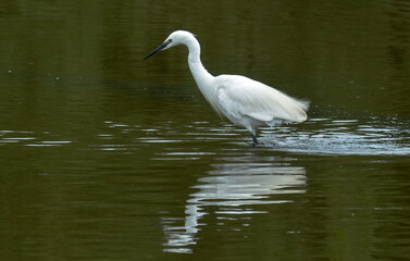 Aigrette garzette, Egretta garzetta, Little Egret,