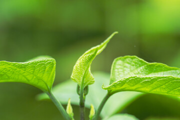 夏の野山　伸びる草アップ02