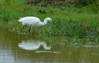 Aigrette garzette, Egretta garzetta, Little Egret,