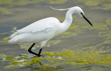Aigrette garzette, Egretta garzetta, Little Egret,