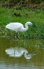 Aigrette garzette, Egretta garzetta, Little Egret,