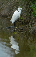 Aigrette garzette, Egretta garzetta, Little Egret,
