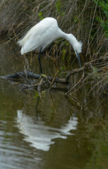Aigrette garzette, Egretta garzetta, Little Egret,