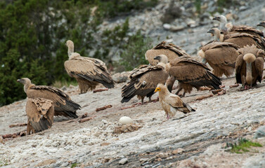 Vautour fauve, Gyps fulvus, Griffon Vulture, Vautour percnoptère , Percnoptère d'Égypte, Neophron percnopterus, Egyptian Vulture, Pyrénées