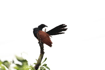Greater Coucal