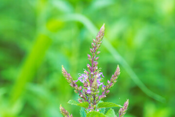 夏の野山　ニガクサの花