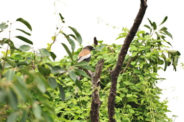 Rufous Treepie