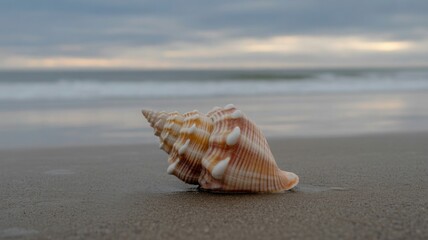 Single seashell resting on wet sand with blurred ocean and cloudy sky background