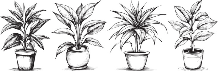 Potted Plants Vector Illustration, Black and White Sketch.