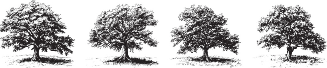 Tree Vector Illustration: Set of Four Black and White Trees Isolated on White Background