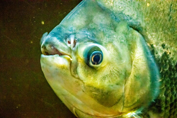 Nahaufnahme eines Fisches im Wasser