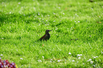 A little pretty white-spotted starling on the lawn in our garden. Focus is on the center of the...