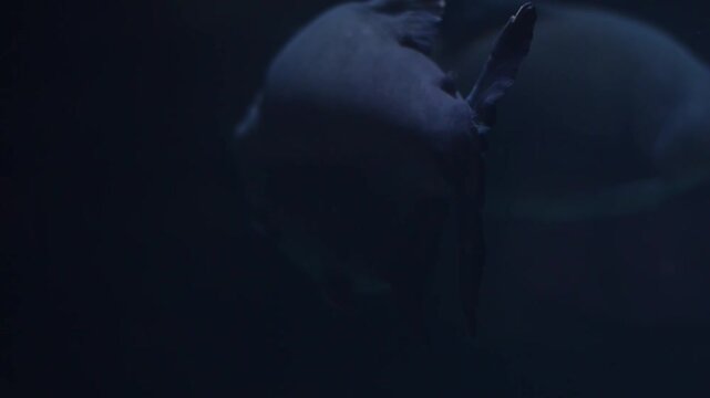 A school of Black Pacu ( Piaractus brachypomus) swims in an aquarium environment.