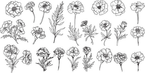 Marigold Flowers Vector Illustration, Hand Drawn Floral Set.