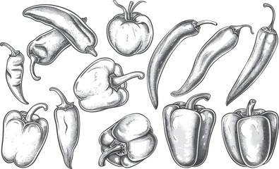 Pepper Collection Vector Illustration, Isolated on White Background