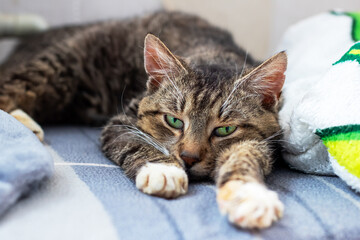 A furry cat with striking green eyes is comfortably laying on a bed