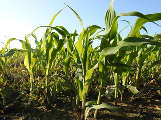 green corn field
