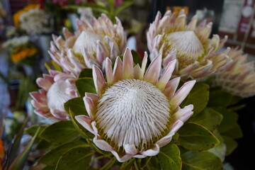 The King Protea (Protea cynaroides) is a flowering plant in the Protea genus. It is native to southwestern and southern South Africa. Santos da Serra, Madeira – Portugal.